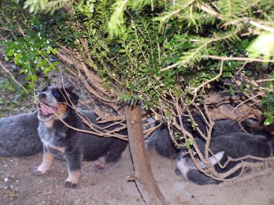 Welpen im Garten